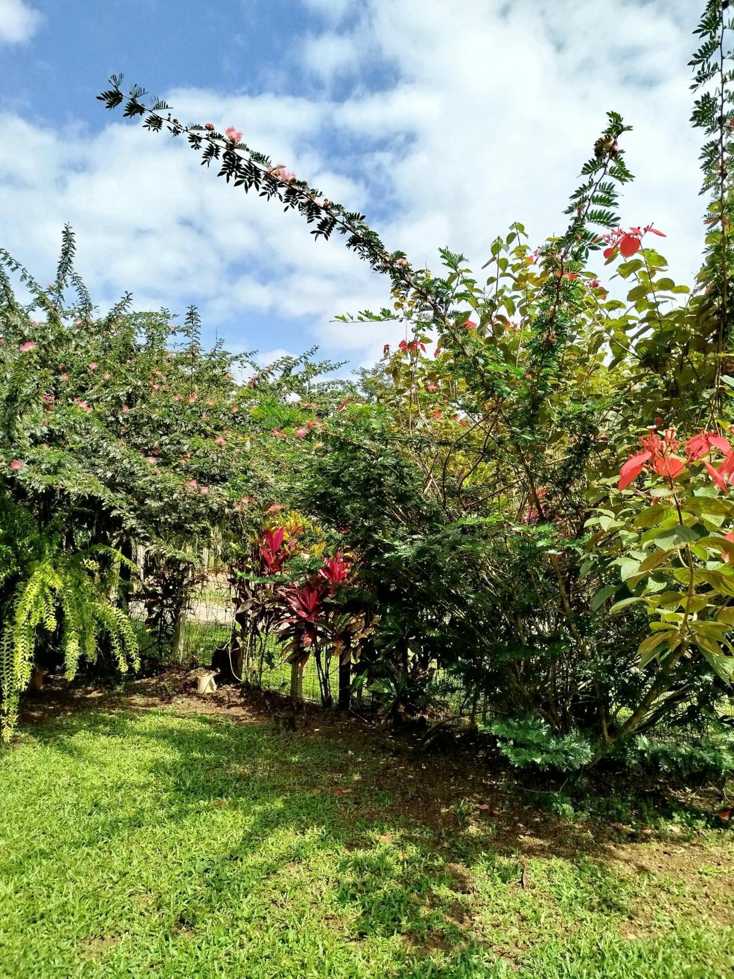 Paraiso Verde Siqurres Da Alegria Habitación foto